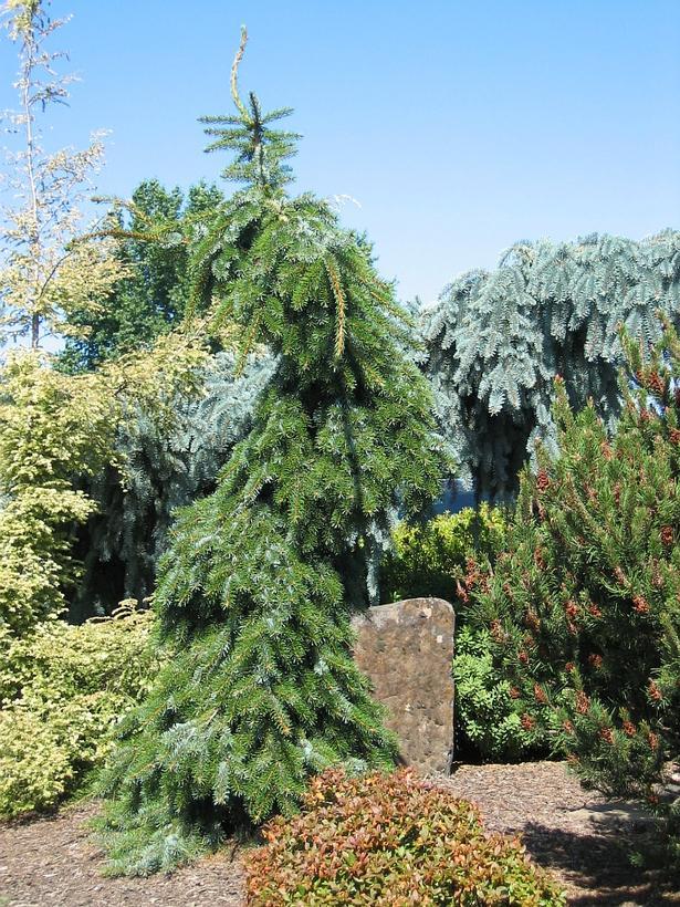 Picea omorika Pendula Bruns