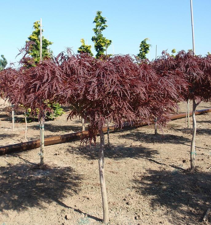 Acer palmatum dissectum Red Dragon