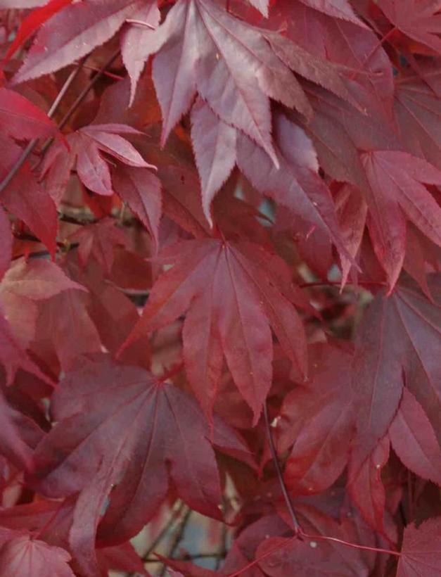 Acer palmatum Adrian's Compact