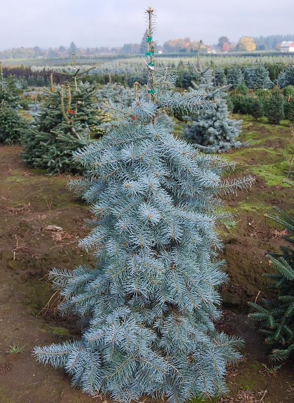 Abies concolor Blue Cloak