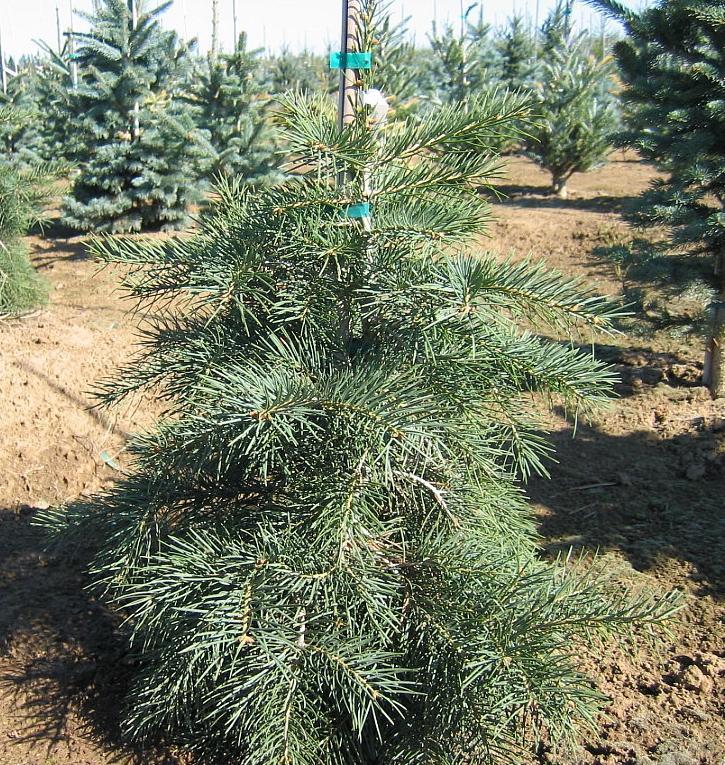 Abies concolor Gable's Weeping