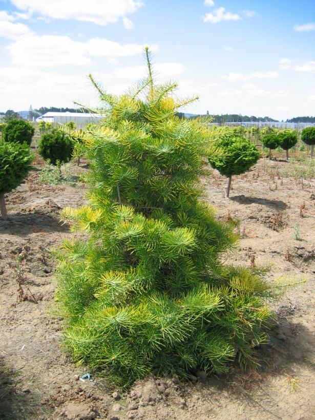 Abies concolor Wintergold