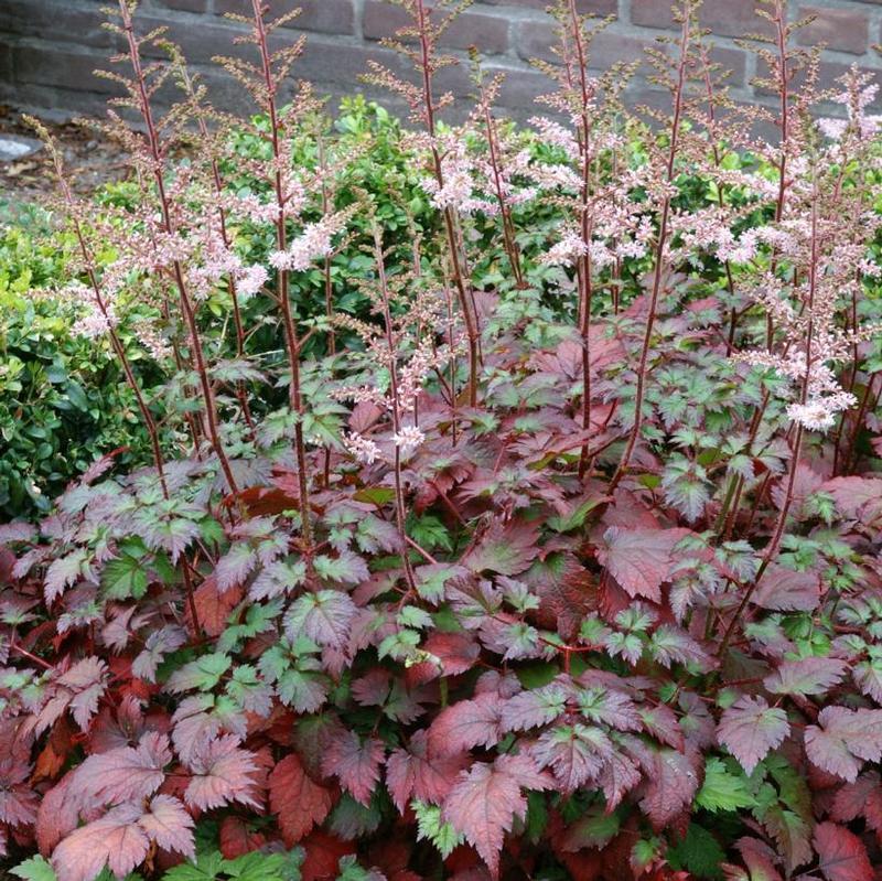 Astilbe arendsii Beauty of Ernst