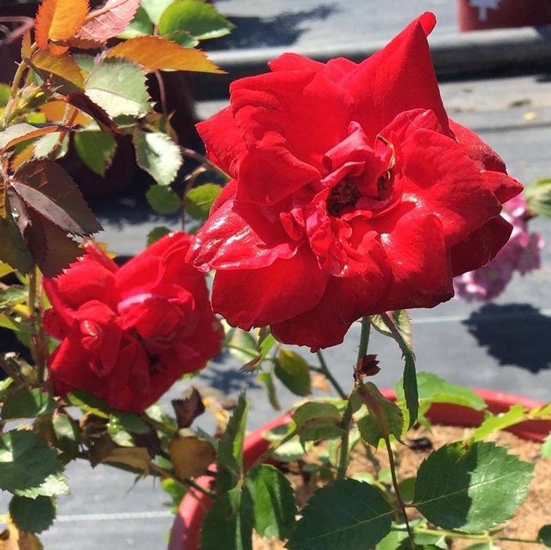 Rosa 49th Parallel Collection CCA576