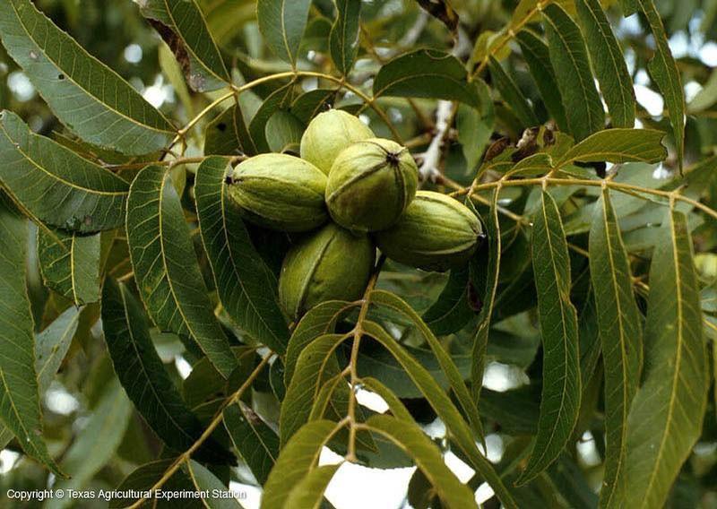 Carya illinoinensis 