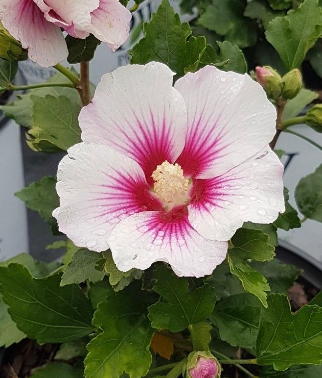 Hibiscus syriacus Minsywhi07