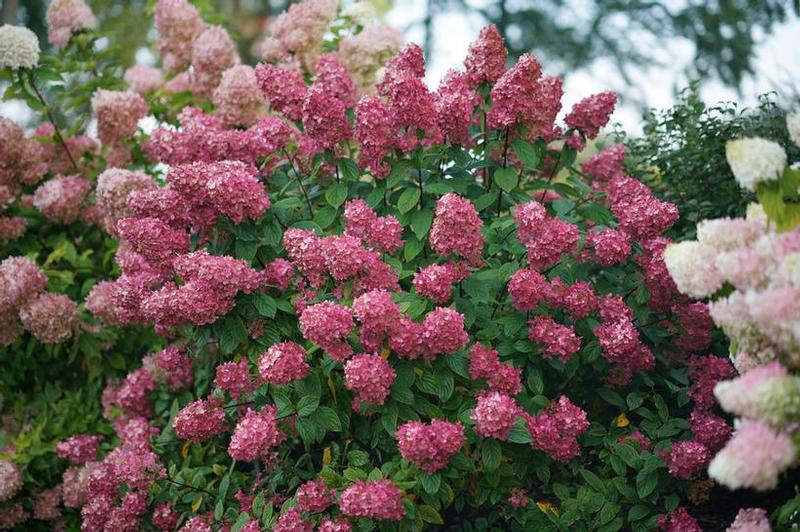 Hydrangea paniculata SMHPFL