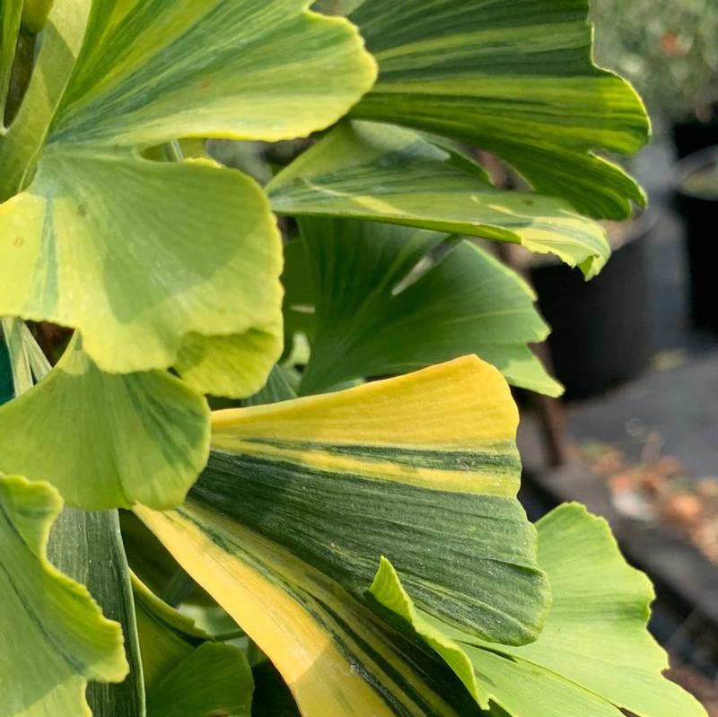 Ginkgo biloba Sunstream