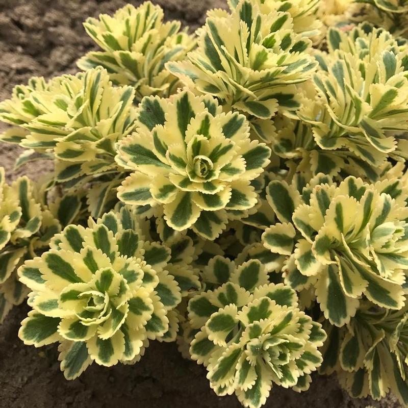 Sedum takesimense Nonsitnal