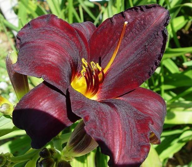 Hemerocallis Root Beer