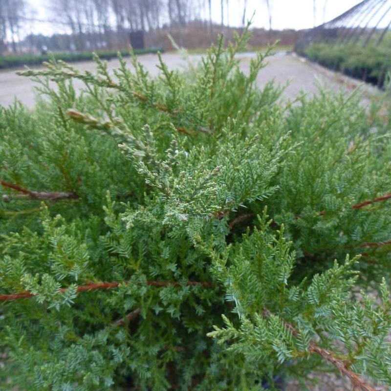 Juniperus x pfitzeriana Pfitzeriana Compacta