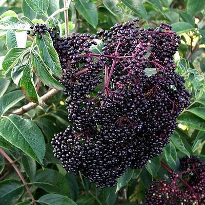 Elderberry Scotia