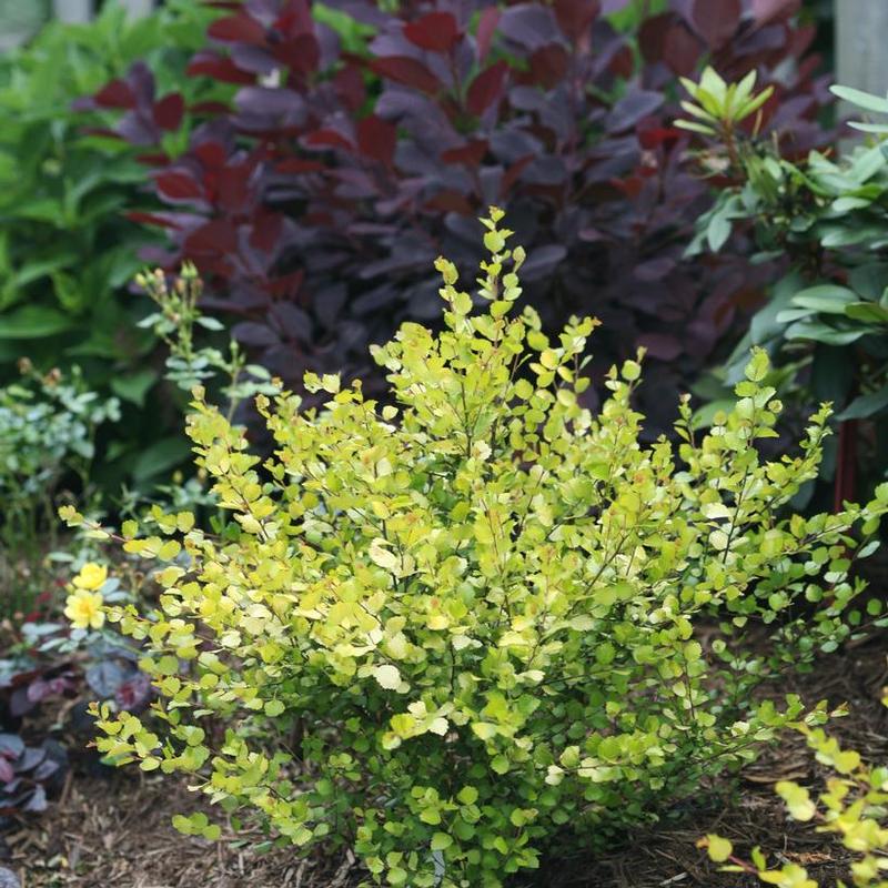 Betula x plettkei Golden Treasure