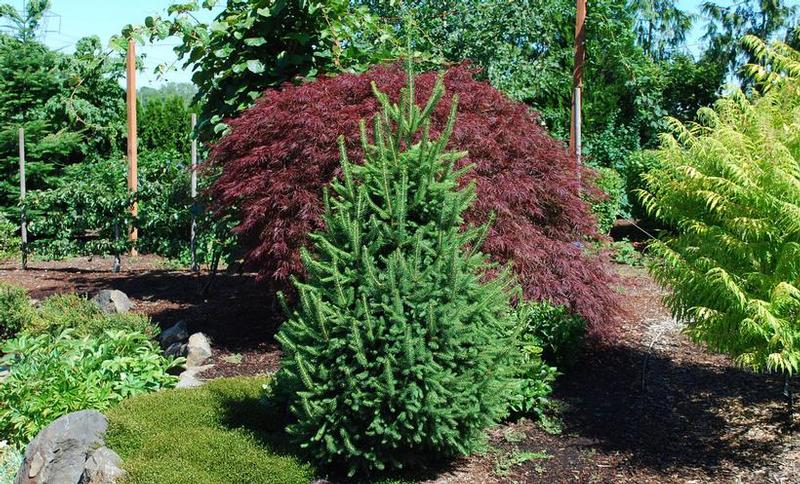 Picea abies Fastigiata Compacta