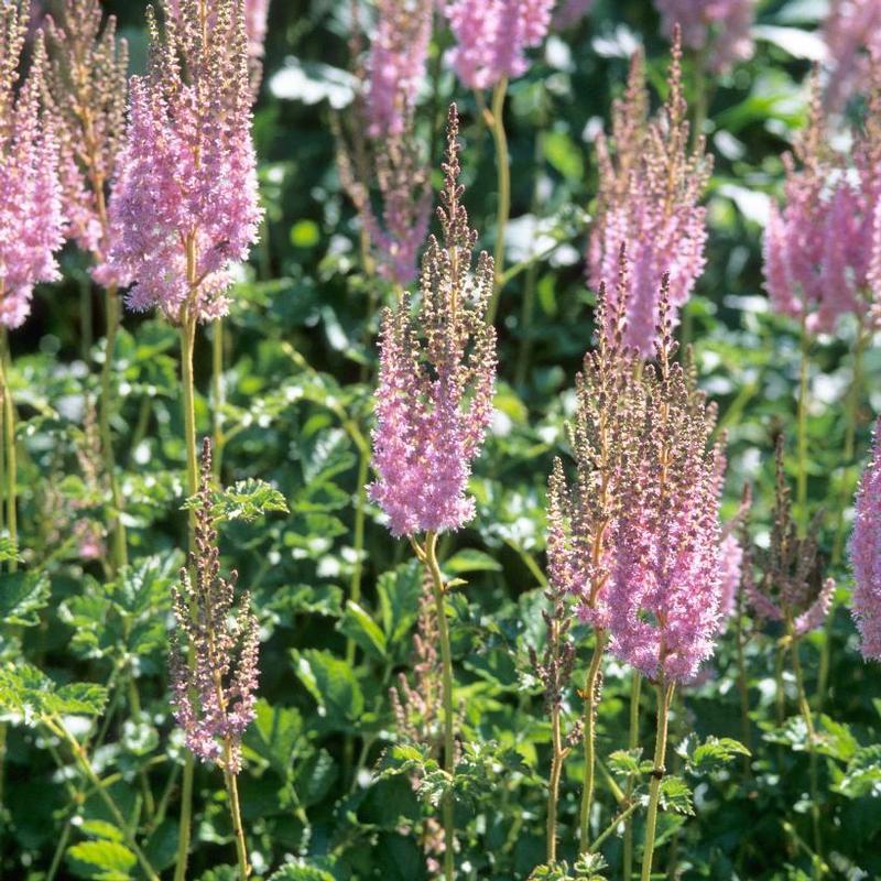 Astilbe chinensis var. taquetii Superba