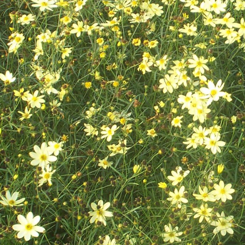 Coreopsis verticillata Moonbeam