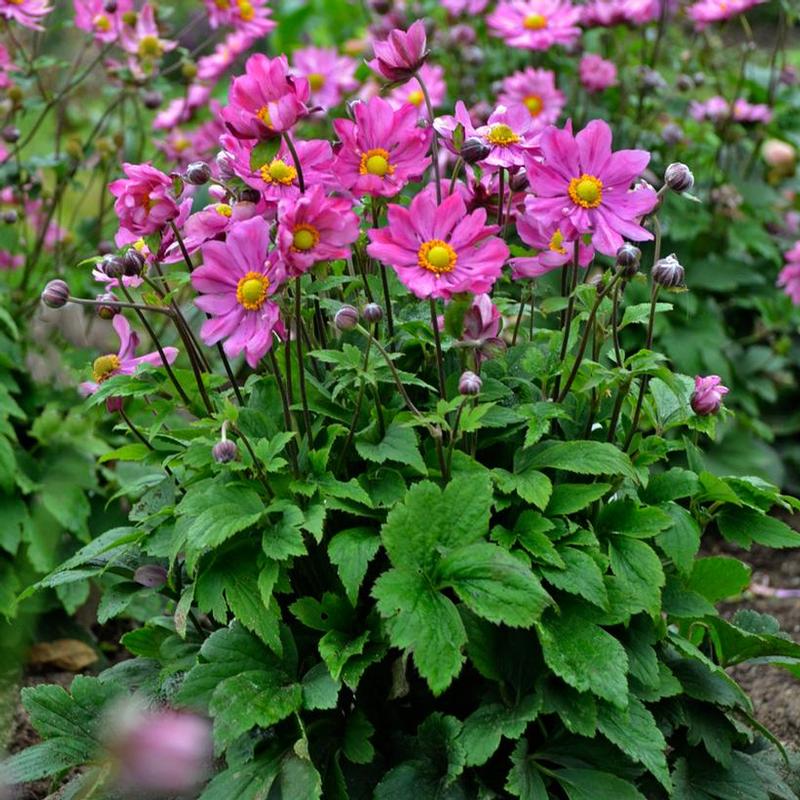 Anemone x hybrida Curtain Call Curtain Call Deep Rose