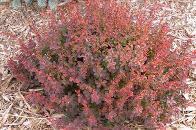 Berberis thunbergii Gentry