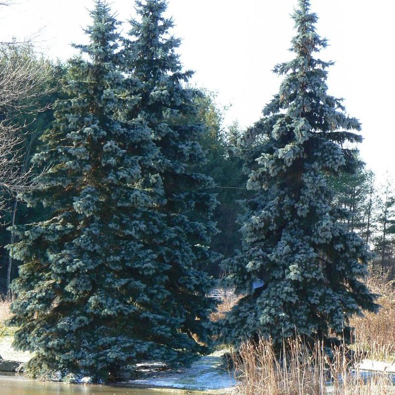 Picea pungens Hoopsii