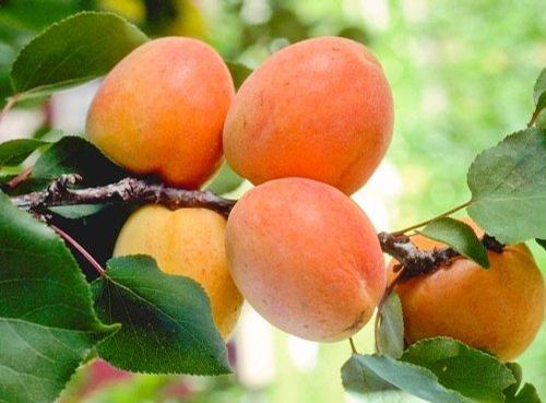 Apricot Tilton