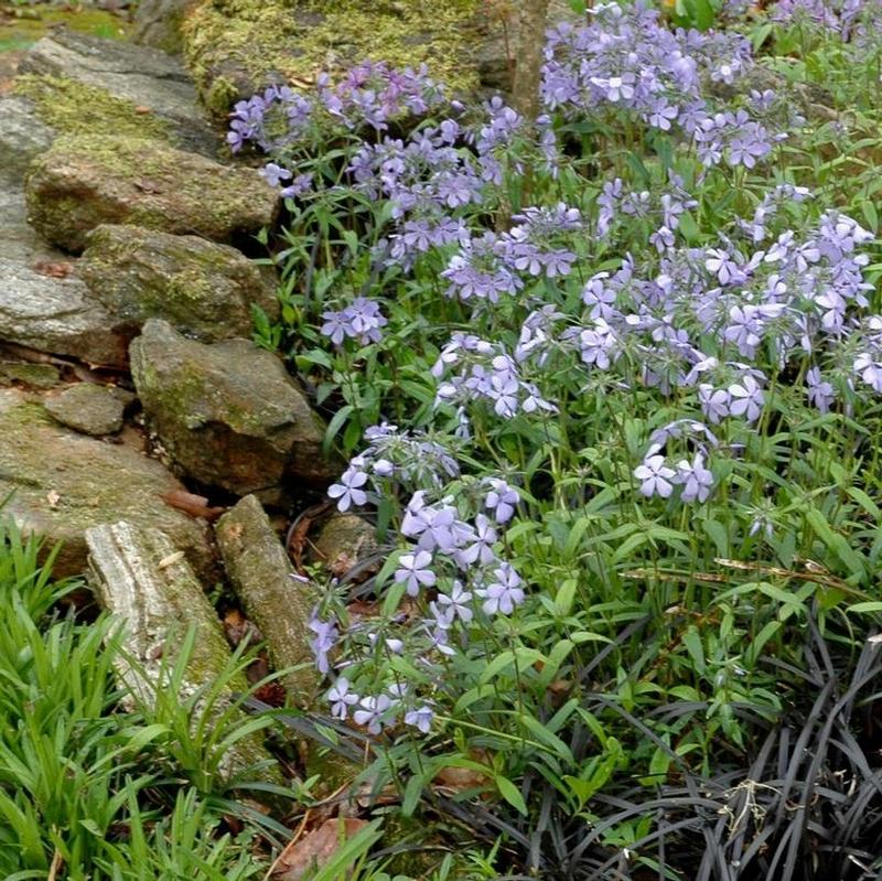 Phlox divaricata 