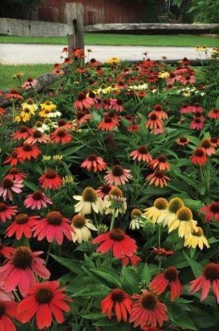 Echinacea x Cheyenne Spirit