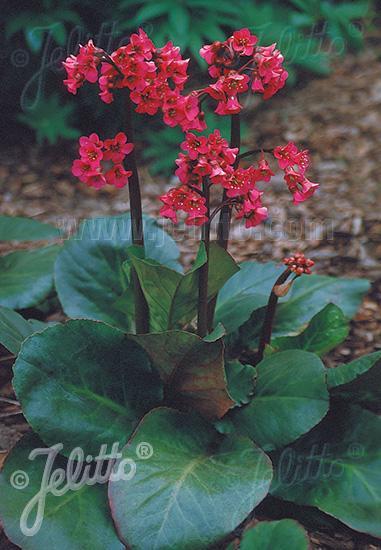 Bergenia cordifolia Winterglut