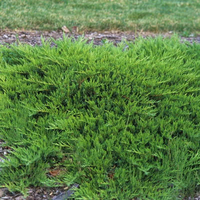 Juniperus sabina Tamariscifolia