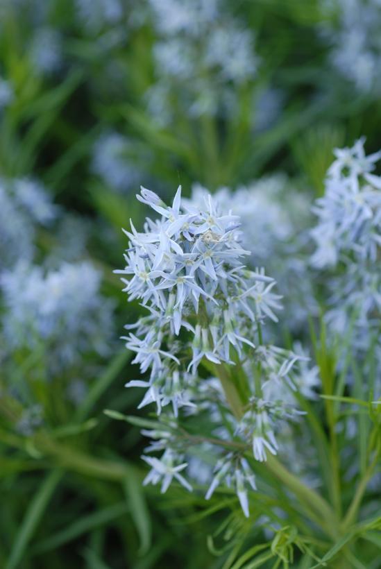 Amsonia hubrichtii 