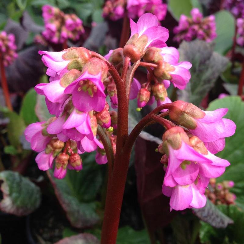 Bergenia x Eden's Dark Margin
