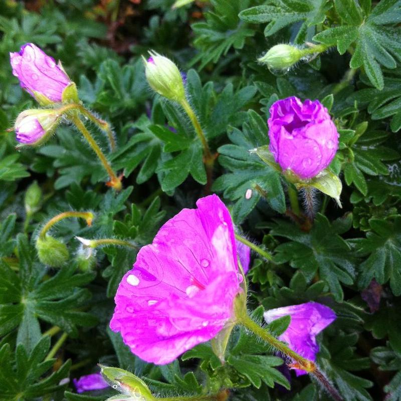 Geranium sanguineum Max Frei