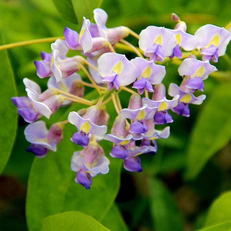 Wisteria macrostachya Blue Moon