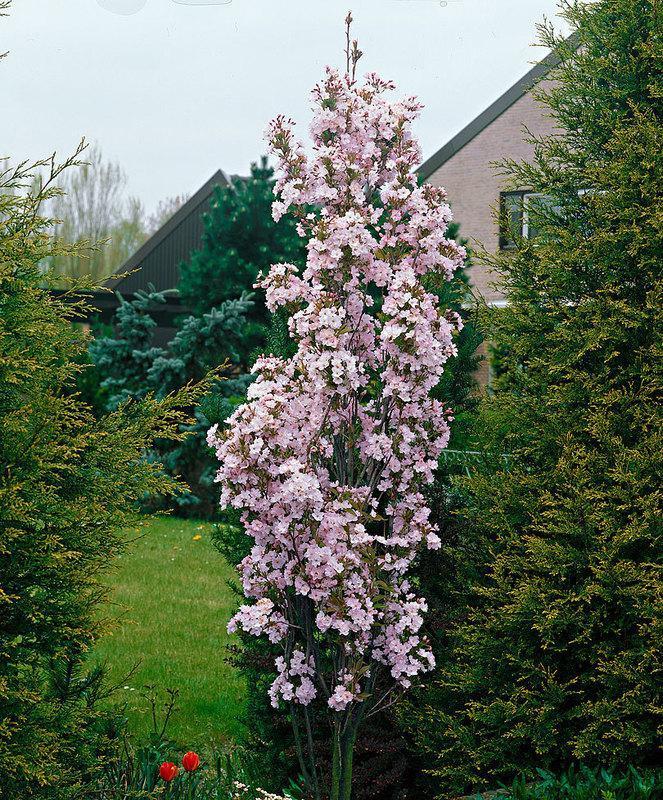 Malus Jefgreen