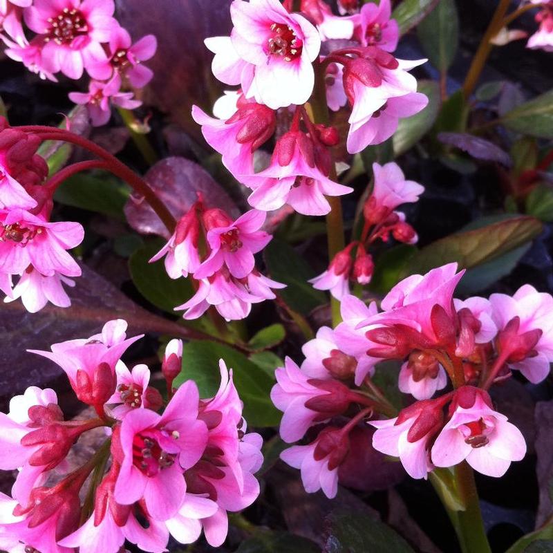 Bergenia x Pink Dragonfly