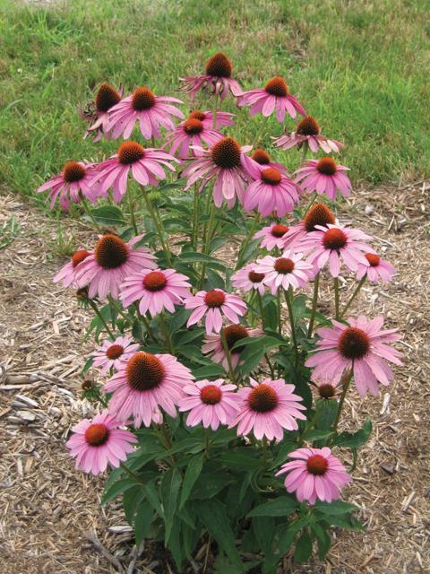 Echinacea purpurea Prairie Splendor