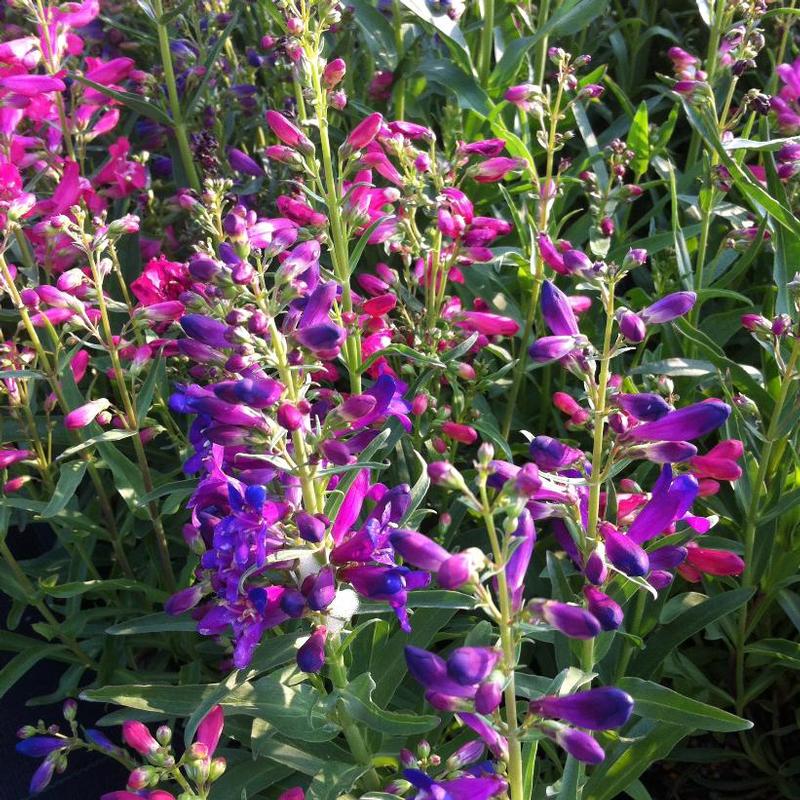 Penstemon barbatus Nana Rondo Mix