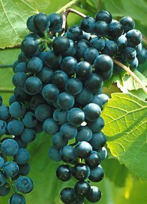 Grape De Chaunac