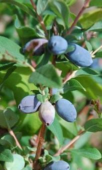 Haskap Berry Blue
