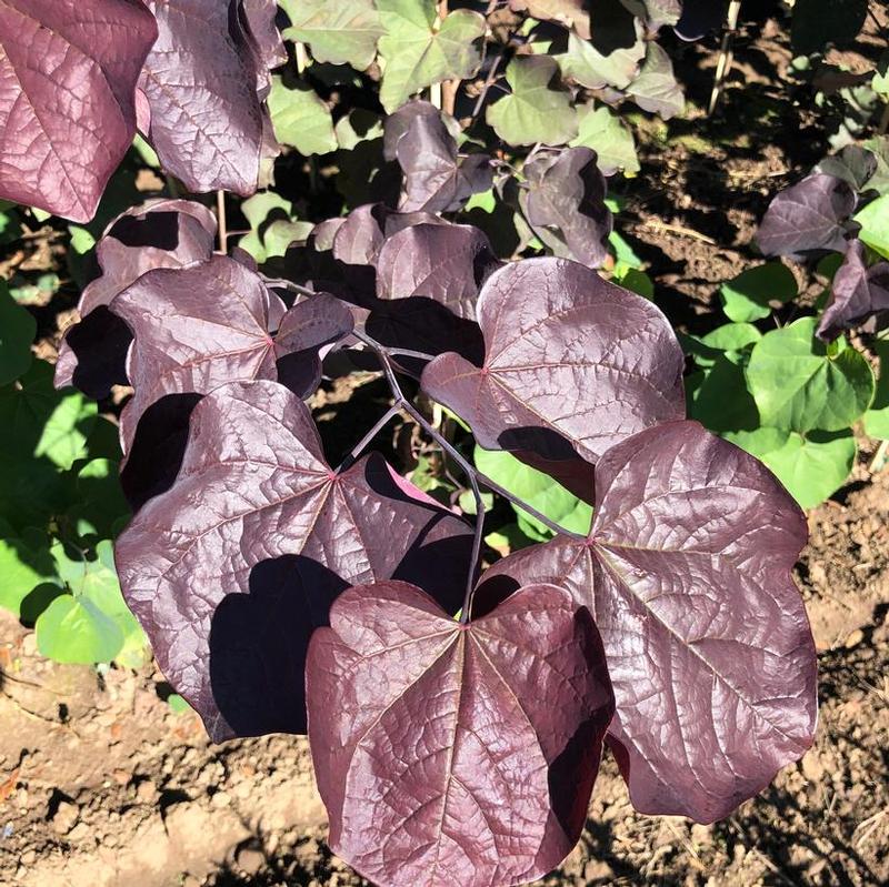 Cercis canadensis 'RNI-RCC3' Midnight Express™ Redbud from Antheia Gardens