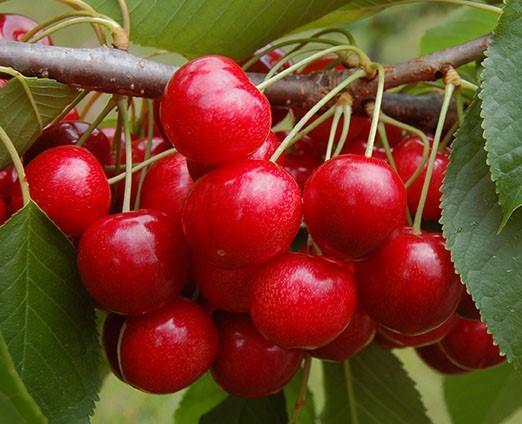 Cherry-Shrub Romance Crimson Passion