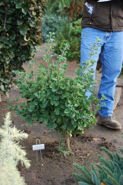 Ginkgo biloba Jade Butterflies