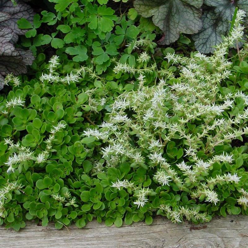 Sedum ternatum Larinem Park