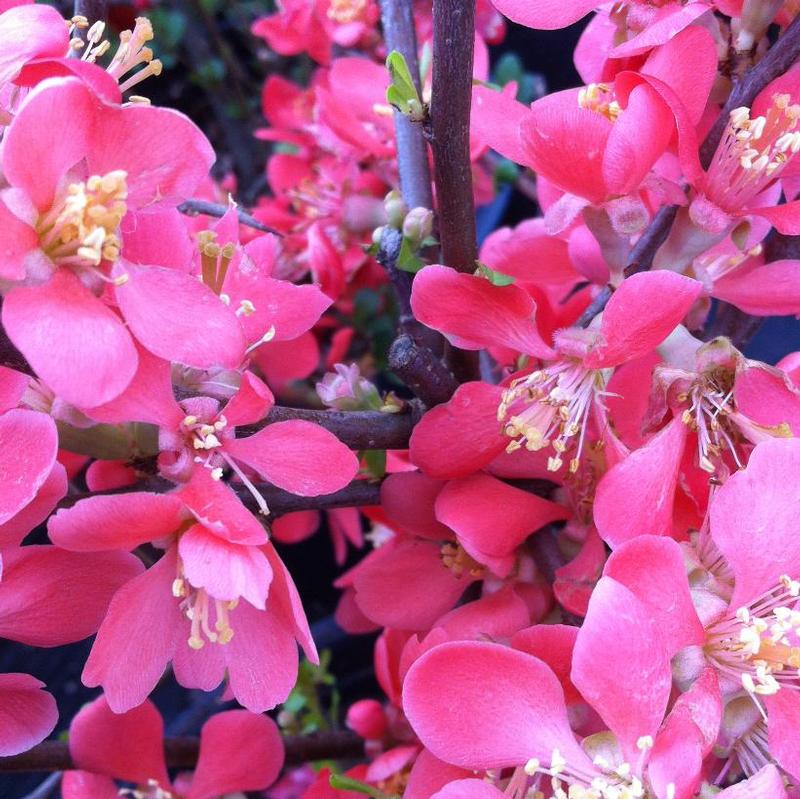 Chaenomeles x superba Texas Scarlet