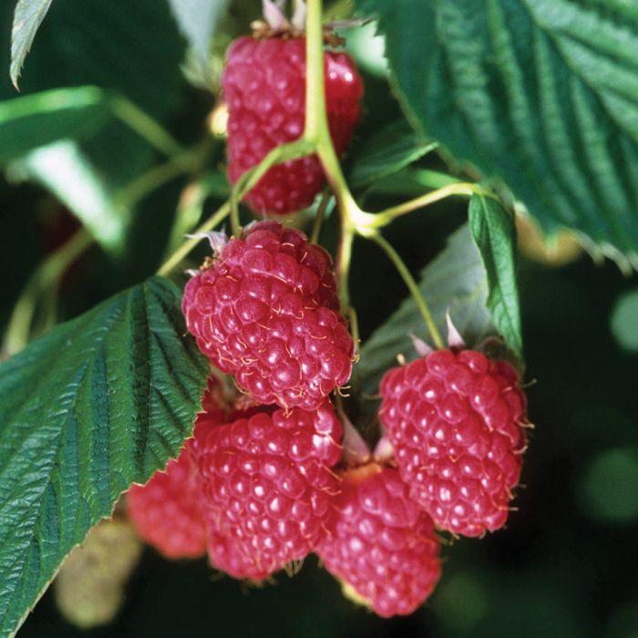 Raspberry Nova