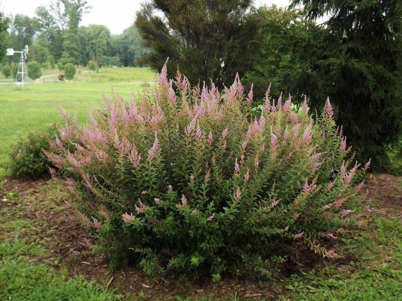 Spiraea tomentosa 