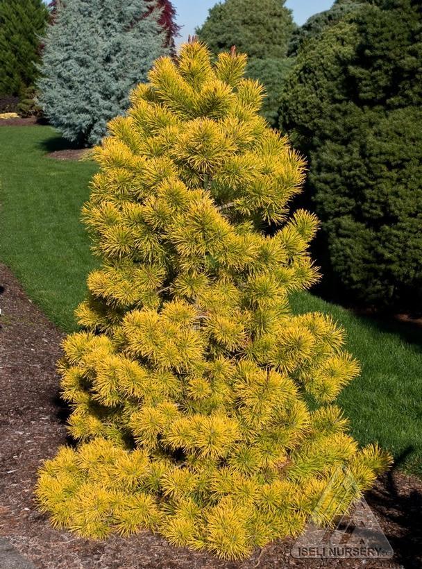 Pinus contorta var. latifolia Chief Joseph