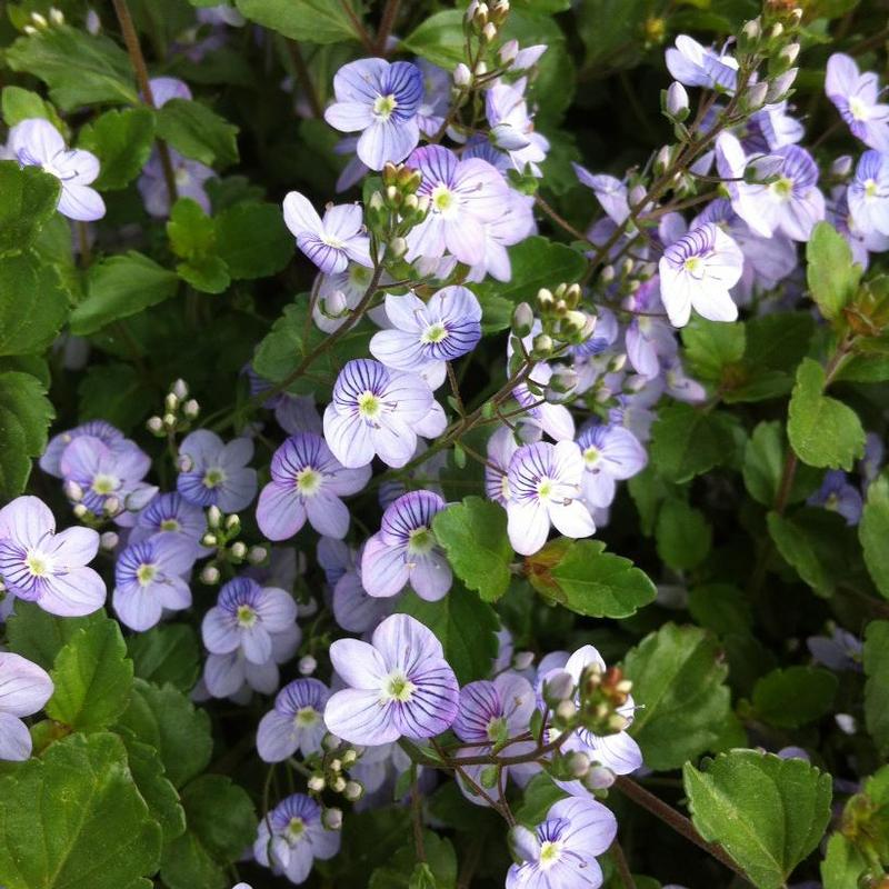 Veronica x Waterperry Blue