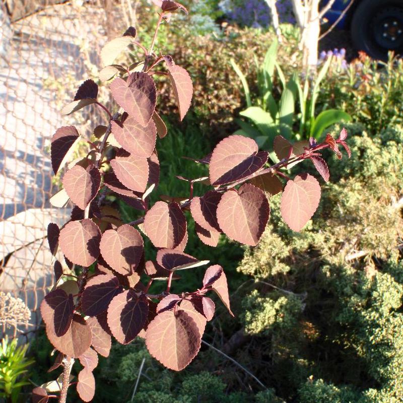 Cercidiphyllum japonicum Rotfuchs