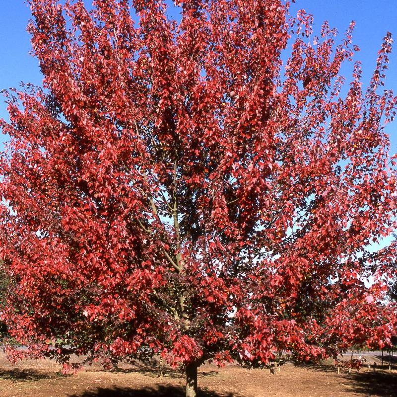 Acer rubrum Autumn Flame
