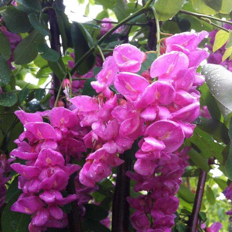 Robinia pseudoacacia Purple Robe